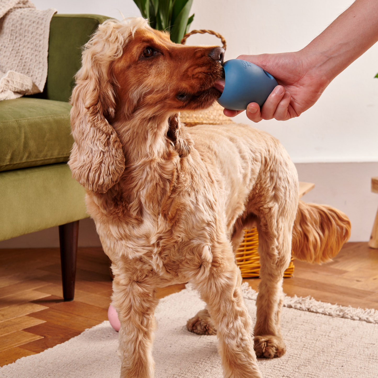 Beco Boredom Buster (Blue or Green)