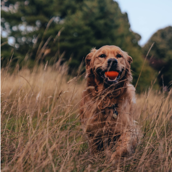 Beco Fetch Ball (Yellow or Orange)