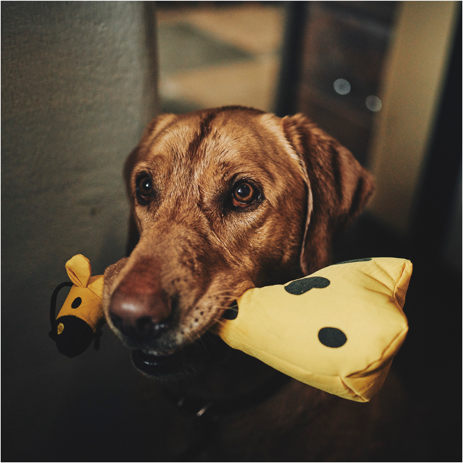 Beco Recycled Giraffe Soft Dog Toy