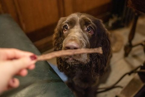 Pure Turkey Sticks (50g)